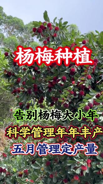 告别大小年 产量翻一番 #杨梅种植技术 #杨梅种植管理 #杨梅施肥#果园管理#杨梅丰收