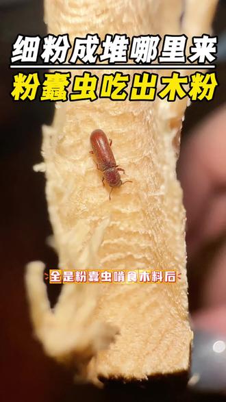 突然发现木质家具有碎屑,还有许多小孔,是不是被虫子蛀的?没错,这些小圆洞和细腻面粉状木屑,全是粉蠹虫啃食木料后排出来的排泄物。成虫是深褐色小甲虫,大多藏匿在木料内,幼虫长期钻在板材里啃食木纤维,木缝中的虫卵十几天就能孵化,繁殖速度很快。它专蛀实木床、衣柜、地脚线,木料内部被掏空,外观完好但敲击发空,稍加磕碰就开裂报废。掉落虫屑沾到皮肤、床品,很容易发痒泛红。发现虫害别拖延,用上这款粉蠹虫专用杀虫剂,顺着虫洞喷洒,药液渗进木料深处,彻底灭杀藏匿的成虫和虫卵。#粉蠹虫怎么灭 #蛀木虫 #蛀虫吃木头 #粉蠹虫杀虫剂 #粉蠹虫的危害