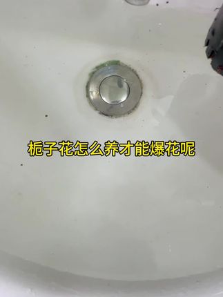 几块钱的栀子花开花真的太香了#好物推荐🔥 #绿植花卉 #室内绿植 #花卉绿植 #绿植养护