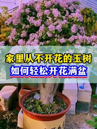 #玉树 #三农 #花卉绿植 #养花小知识 #爱生活爱养花