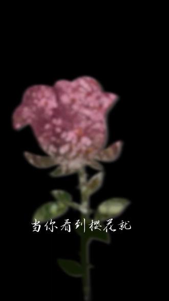 倘若我没有释怀呢 #樱花 #手机摄影 #转场