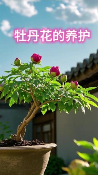 牡丹花花苞养护 #国色天香牡丹花 #牡丹 #牡丹绽放
