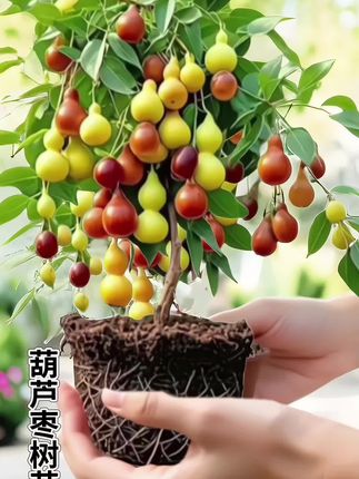 葫芦枣树苗 #果树苗 #葫芦枣树苗 #种植 #阳台小院均可种植 #无限回购的宝藏单品