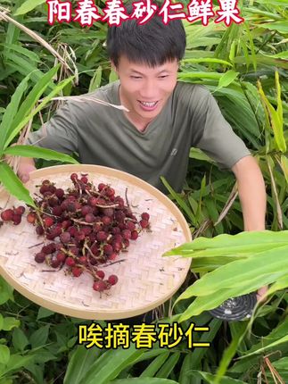 拾春砂仁啦,现在的果子够熟了,味道很甜很凉喉,好也#正宗阳春本地春砂仁