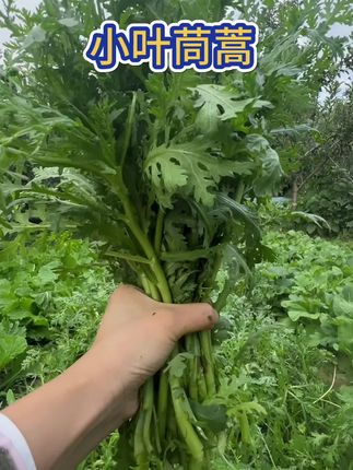 小叶茼蒿,耐热耐寒,简单好种植,一次种植多次收割,阳台小院都可种,喜欢的你也种上吧#农业种植 #茼蒿 #种菜 #蔬菜种子 #三农