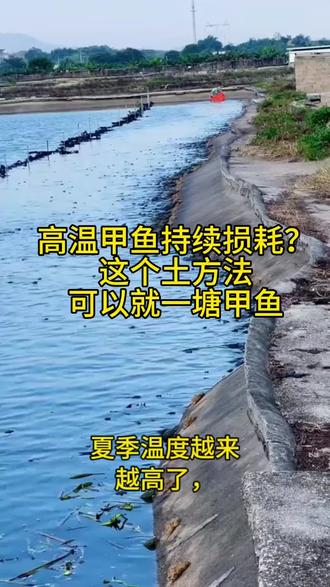 高温甲鱼持续损耗,试试这个土方法,可以解决甲鱼问题#甲鱼养殖 #三农养殖 #水产人 #水产养殖技术服务 #甲鱼苗