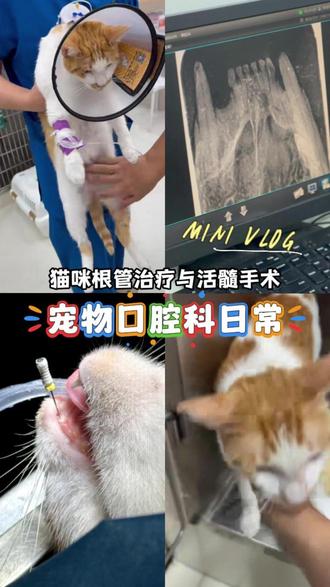猫咪也可以做根管治疗!~ #猫咪 #根管治疗 #猫牙断了 #宠物医院 #在拍一种很新的vlog
