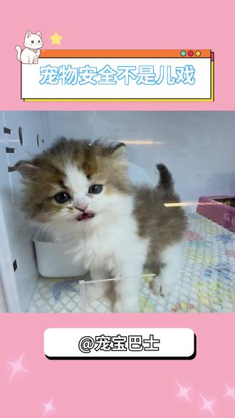 宠物出行安全稍有不慎,便是和亲密的爱宠永远的告别,宠物出行和人一样重要!选择宠宝巴士为您的爱宠保驾护航#宠宝巴士#宠物出行#宠物托运#宠物爱心服务#爱心
