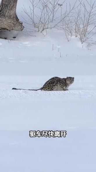 可可托海雪友请注意⚠️
可可托海近期惊现雪豹!前几天发现于宝石沟,昨晚出现在塔拉特村,今日下山有突发事情!晚上请勿独自出门,安全第一!