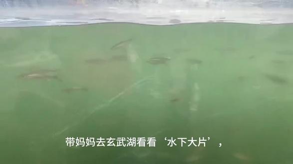 玄武湖是个天然大鱼缸!