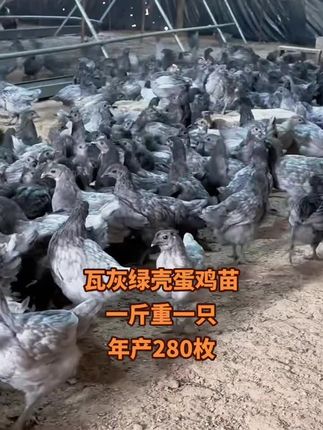 #生态养殖 #三农养殖 #绿壳蛋鸡 #脱温鸡苗 #生态养殖