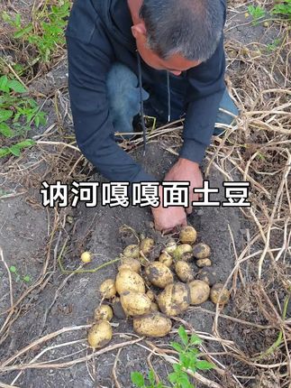 #优质农产品 #嘎嘎面土豆