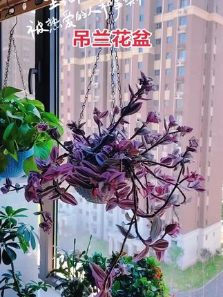 #吊兰花盆#爱生活爱养花 #一花一草一世界