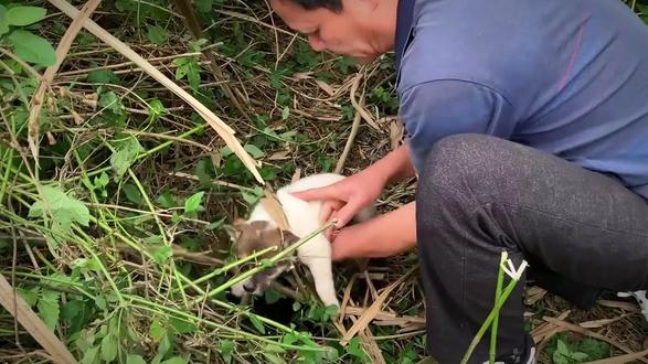 流浪狗妈妈有多聪明?看准好心人主动交出宝宝 #狗狗