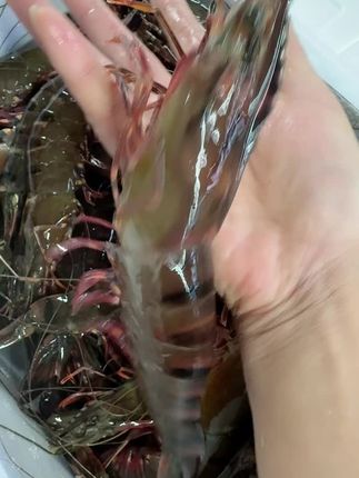 鲜活黑虎虾到家超简单!坏了还能退哦~ 今天又给大家找来一批好东西!有需要的朋友抓紧时间下单吧!#海鲜#海鲜水产#源头好生鲜#快来一起尝个鲜#秋天的第一口鲜