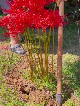 #彼岸花 种一次年年开花,见花不见叶#曼珠沙华#龙爪花 #养花小知识 #爱生活爱养花