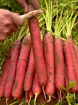 不要叫它胡萝卜,它是陕西黄河滩沙土地透心红水果红萝卜。#现挖现发 #农民种地不容易 #哪种胡萝卜的营养价值高 #沙窝水果萝卜#水果红萝卜