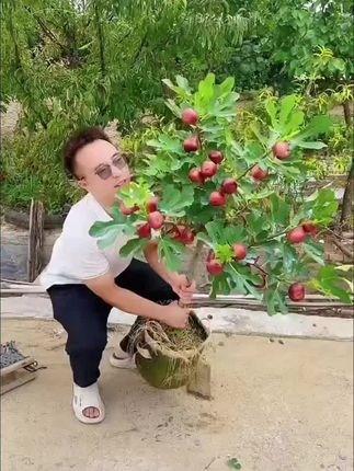 #无花果树苗#耐寒品种南方北方都可以种植#盆栽地栽阳台庭院都可以种植