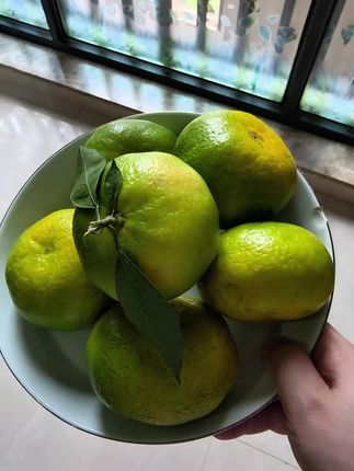 咱这个青皮蜜桔都是果农新鲜采摘的。树上自然成熟的,皮薄汁水多,还是无籽的,橘子香味好浓的。口感细腻,清甜爽口,果香味浓,美味可口。一口下去汁水在舌尖绕开,让人爱不释口,回味无穷的。都是头茬的新鲜果#青皮蜜桔