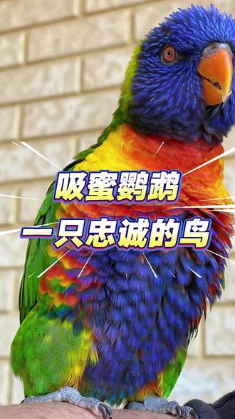 这是一只忠诚的鸟——吸蜜鹦鹉! #吸蜜鹦鹉 #鹦鹉鹦鹉萌萌哒逗鹦鹉 #鹦鹉 #鹦鹉小白 #鹦鹉日常