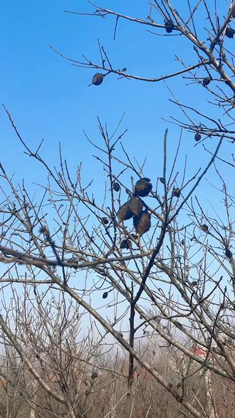 #桃枭 桃枭在身,百鬼不侵;岁岁平安,万事顺遂。