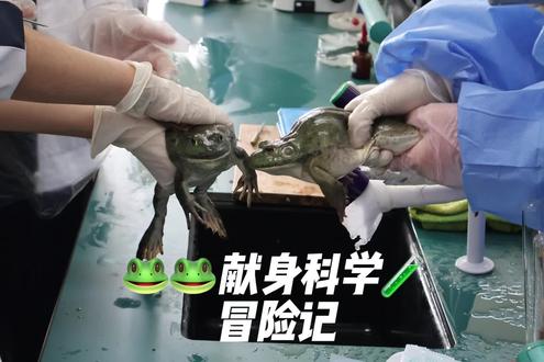 蛙蛙🐸献身记🎬#实验