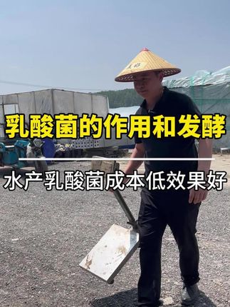 乳酸菌的作用和发酵注意事项。 #农大汉笙乳酸菌 #水产养殖技术 #鱼虾蟹养殖 #南美白对虾 #四大家鱼养殖