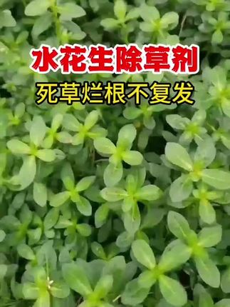 死草烂根不复发#水花生专杀套餐 #水花生除草剂 #水花生烂根专杀 #农业种植 #三农流量扶持计划