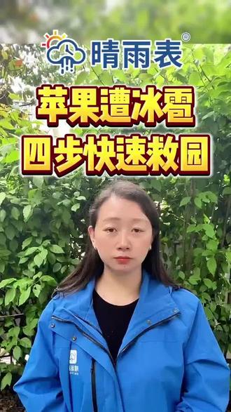 苹果树被冰雹砸后,90%的人都没做对这一步 #农业技术指导 #果树病害防治 #农业灾害