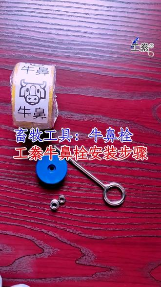 #畜牧工具 #牛鼻栓 工絭牛鼻栓安装步骤 #拴牛工具 高端锁紧螺帽要用钳子拧 小牛注意事项