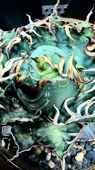 龙舌兰卡刺了
今天突然发现这棵龙的副刺边刺勾在叶心上撕开一个口子
这好像是副刺 边刺株的一个通病,大家平时有什么方法预防或者解决呢?
#龙舌兰 #仁王冠 #块根植物 #植物养护 #多肉植物