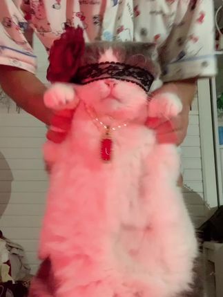 甩起来~ #鞭子舞 #有点上头 #玩猫丧志 #猫咪摇