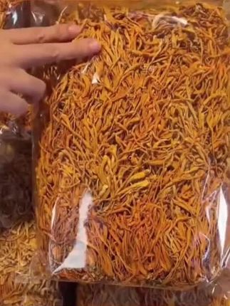 #虫草 #金虫草 #虫草推荐