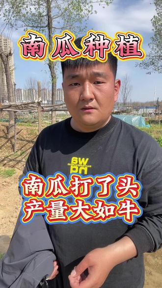 南瓜打了头,产量大如牛#南瓜 #南瓜种植 #南瓜种植技术 #南瓜高产 #贝贝南瓜