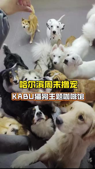 哈尔滨撸狗党必冲
KaBu猫狗主题咖啡太治愈了!#哈尔滨 #哈尔滨旅游攻略 #哈尔滨撸狗 #哈尔滨旅行推荐官 #周末去哪儿