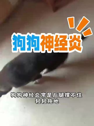 狗狗神经炎#狗狗神经炎 #狗狗神经炎症状 #狗狗瘫痪 #狗狗后腿无力#狗狗抽搐