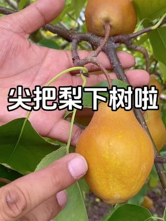 吃软不吃硬的水果,酸甜可口的尖把梨 咬一口小时侯的味道#尖把梨 #酸甜可口 #特别好吃