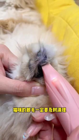 给猫咪狗狗剃脚毛原来有这么多好处,养宠人一定要定期给毛孩子清理脚毛,就这把可水洗的小电推!#萌宠出道计划 #小猫已经尽力夹了 #猫咪脚毛剃毛器 #猫毛解决方案 #如何给猫咪剃脚毛