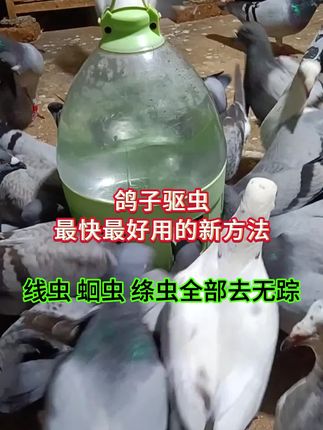鸽子驱虫最快最好用的新方法线虫蛔虫绦虫 全部去无踪#鸽子 #信鸽赛鸽 #肉鸽养殖 #鸽子体内外寄生虫