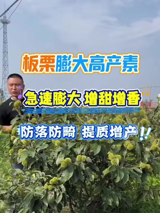板栗专用增产叶面肥#上热门 #板栗 #板栗高产素 #三农 #抖音助农 @DOU+上热门 @DOU+小助手 @DOU+推荐官