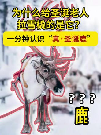 为什么给圣诞老人拉雪橇的是它? 一分钟认识“真·圣诞鹿”#圣诞节 #圣诞鹿 #驯鹿