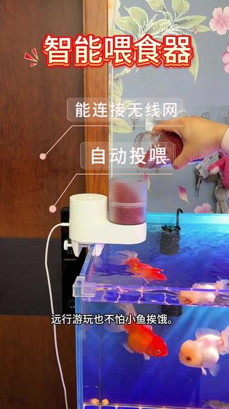 哇塞!找遍全网,终于找到这款智能喂食器,能链接无线网,#智能喂食器 #鱼缸自动喂食器 #它乐喂食器 #鱼缸喂食器