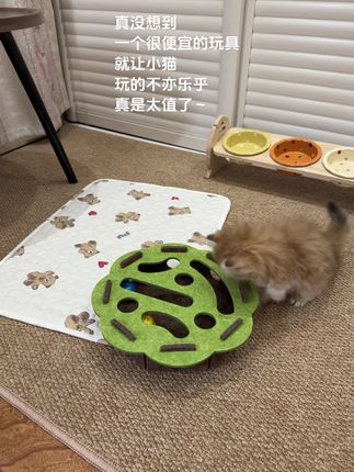 几块钱买我小猫的快乐,真是太值了~#萌宠 #家有萌宠 #猫咪 #宠物玩具 #猫玩具