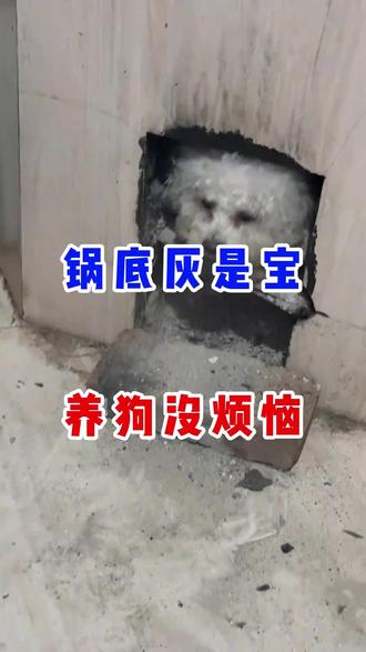 锅底灰养狗有大用!#不养狗不知道养狗的喜 #行业大揭秘 #宠物科普 #狗狗冷知识 #一般人不告诉他