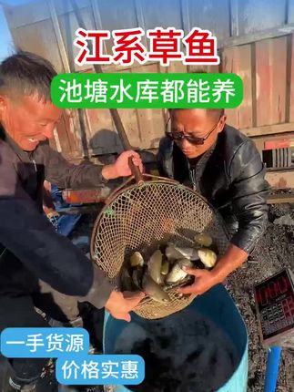 养鱼轻松多了!贵州草鱼包邮到家,观赏又好吃! 今天下午发一批小鱼苗了!有需要的小哥哥小姐姐们抓紧时间下单吧!!!#把我的国庆远行拍成旅综 #草鱼 #三农 #水产养殖 #田园生活