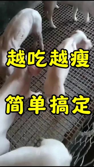 小猪🐖越吃越瘦#养猪人加油干