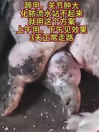 #猪腿疼 #养猪人 #养猪人加油干 #养猪人不容易