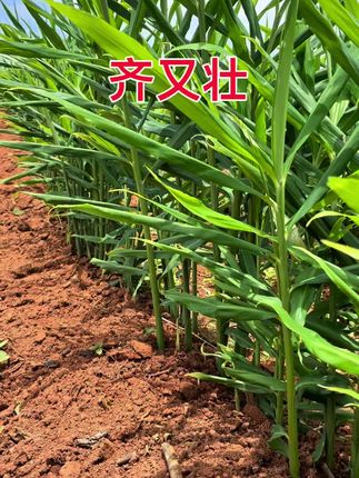 #生姜种植 #生姜种植方法#增产增收才是硬道理