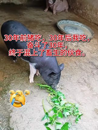 30年前猪吃,30年后我吃,奋斗了30年,终于混上了畜生的伙食。专家一句话,现在大家抢着吃,哈哈哈真是三十年河东,三十年河西呀!#红薯叶#红薯藤#红薯#种菜 #在家种菜