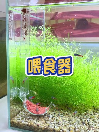 还在为鱼食乱飞烦恼?这个喂食器太实用了! #喂食器   #养鱼 @DOU+小助手